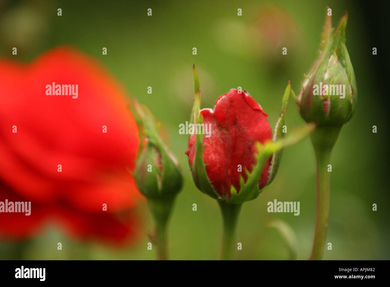 Red Roses Not Open Open red rose hi-res stock photography and images - Alamy