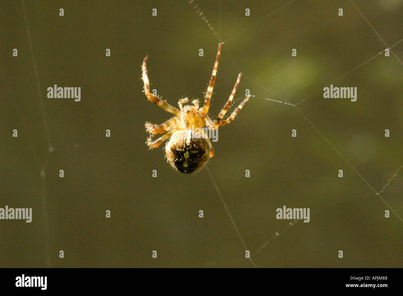 Garden Cross Spider building a web Stock Photo - Alamy