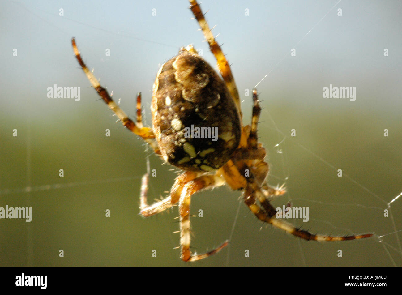 Garden Cross Spider building a web Stock Photo - Alamy
