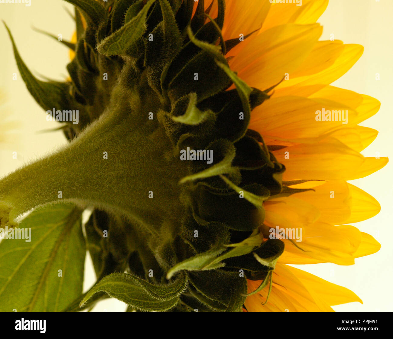 Sunflower portrait Stock Photo