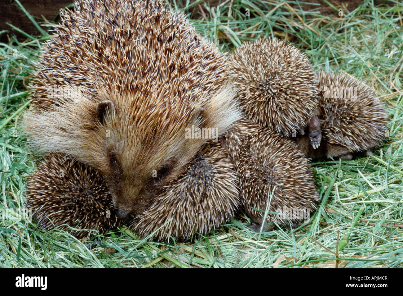 Herisson D Europe European Hedgehog Western Hedgehog Erinaceus Europaeus Animals Erinaceidae Europa Europe Europe Herisson Europ Stock Photo Alamy