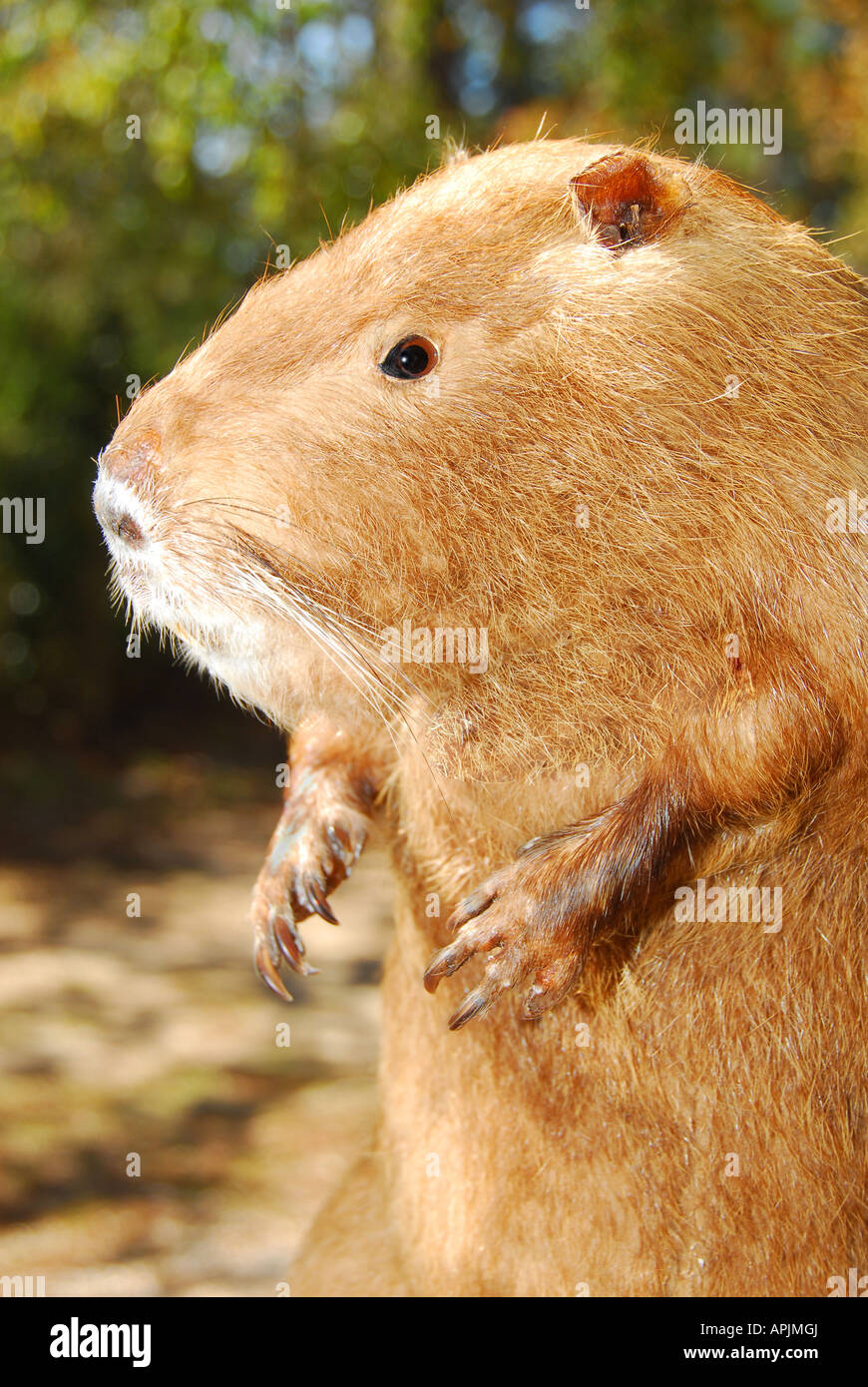 Huge Capybara Rodent Stock Photo