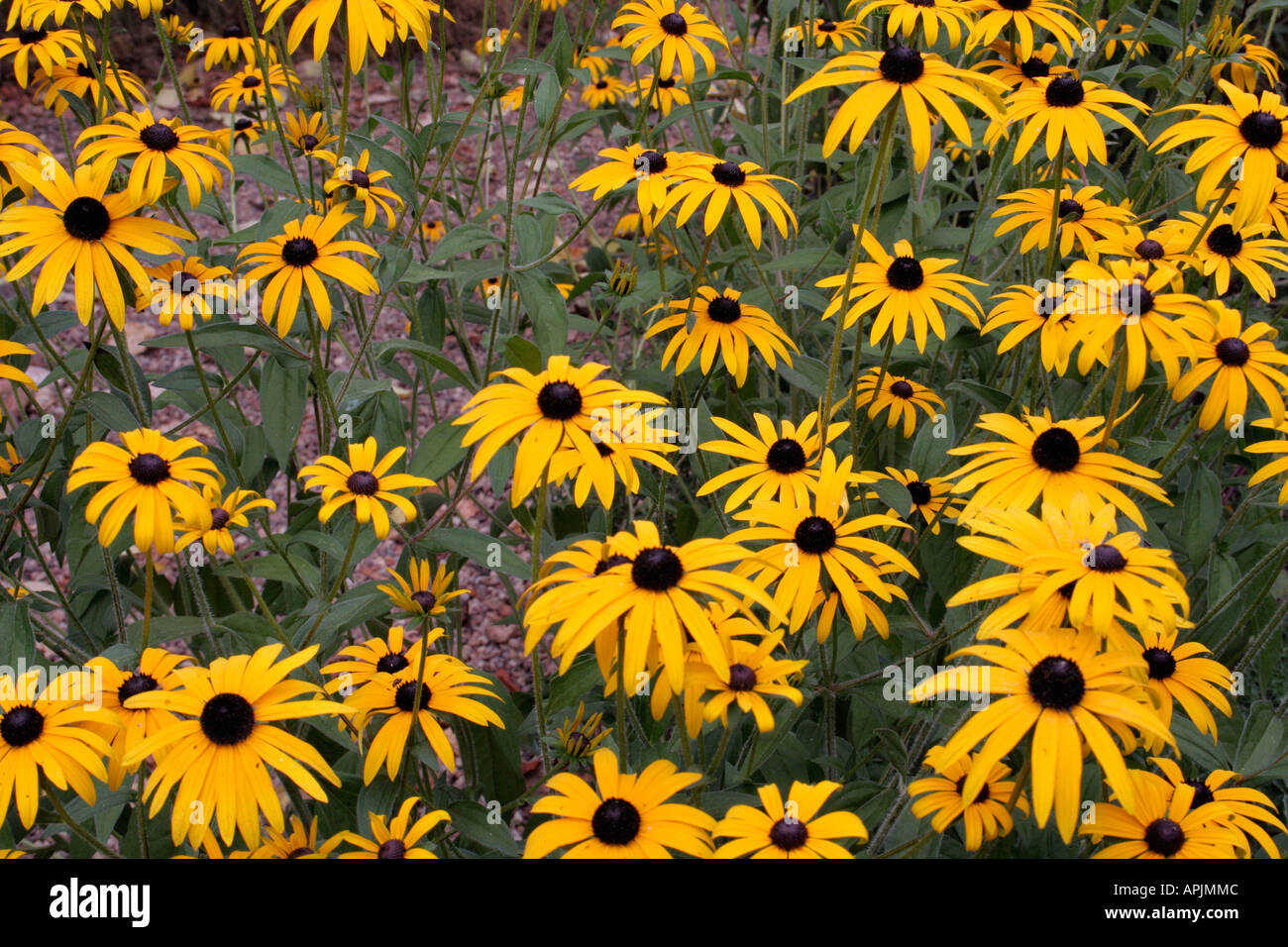 Rudbeckai fulgida deamii is an old variety which provides perhaps the longest flowering period of all the black eyed susans Stock Photo