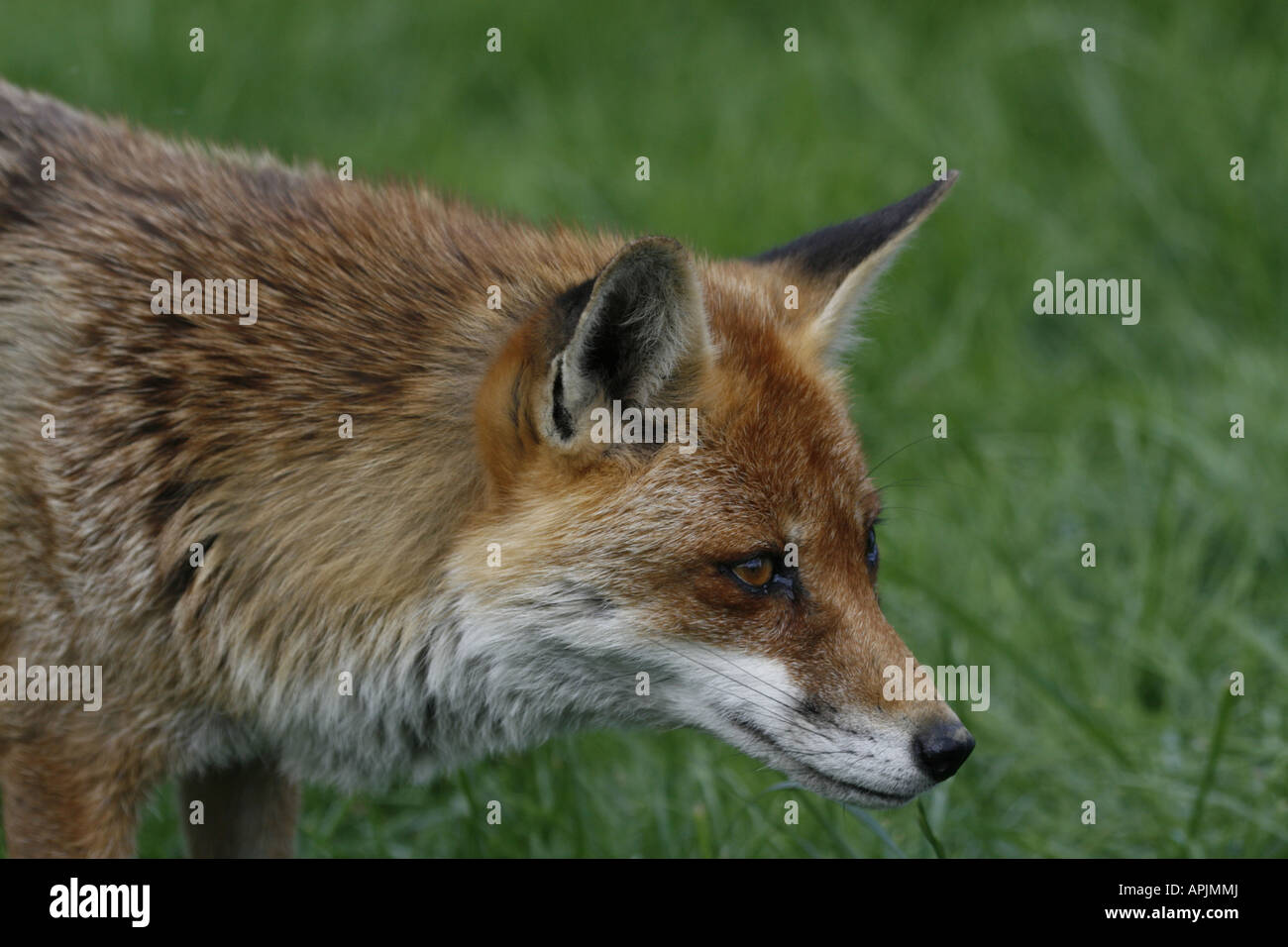 Red Fox head Stock Photo Alamy