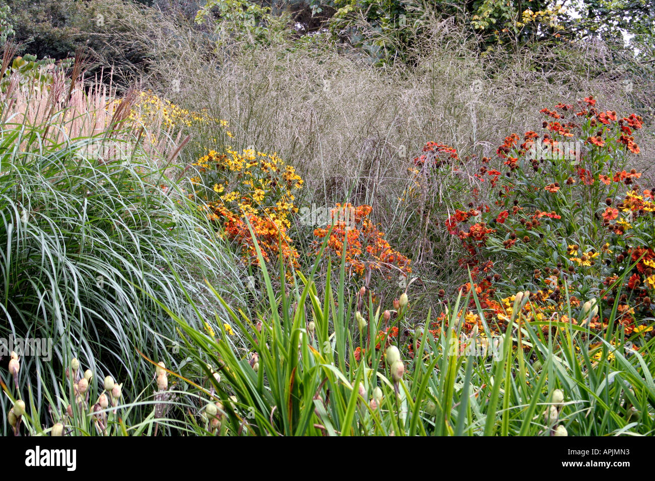 Heleniums associate well with late big grasses. With Miscanthus sinensis gracillimus and Molinia caerulea arundinacea Stock Photo