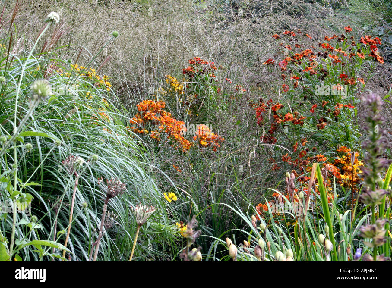 Heleniums associate well with late big grasses. With Miscanthus sinensis gracillimus and Molinia caerulea arundinacea Stock Photo