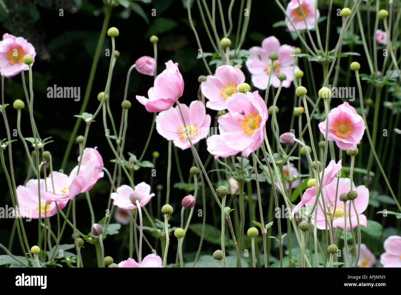 Anemone x hybrida is a reliable provider of late summer and autumn colour Stock Photo