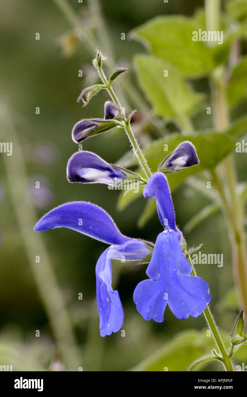 Salvia patens Guanajato is a recent introduction from Mexico Stock Photo