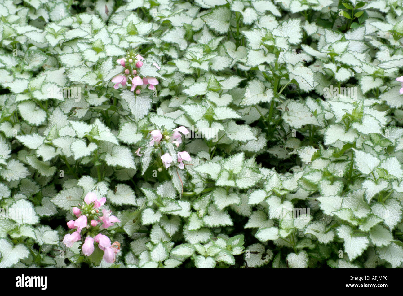 Lamium maculatum James Boyd Parselle is an excellent ground cover plant for shade Stock Photo