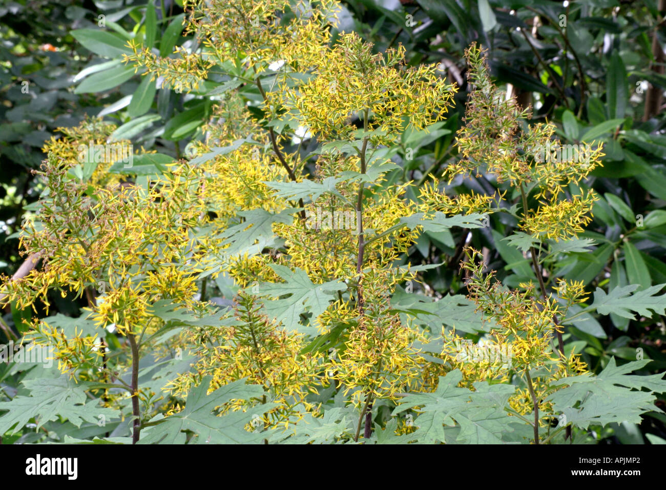 Sinacalia tangutica formerly Senecio tanguticus is a vigorous late summer and autumn flowering perennial Stock Photo