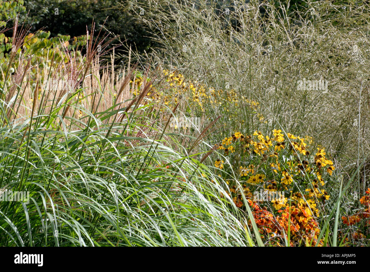 Heleniums and big grasses associate well in the naturalistic garden Stock Photo