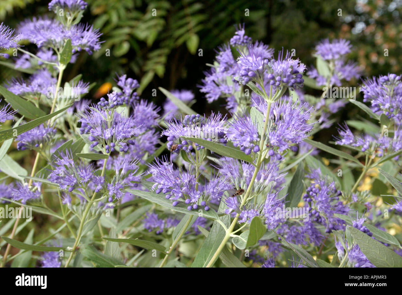 Caryopteris Arthur Simmonds ia a useful late summer small shrub for full sun Stock Photo