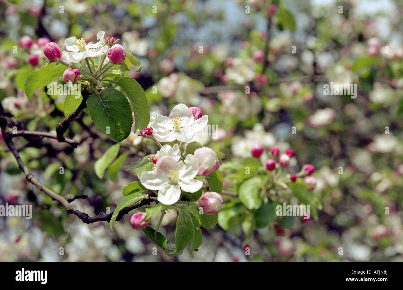 flowering apple tree Stock Photo