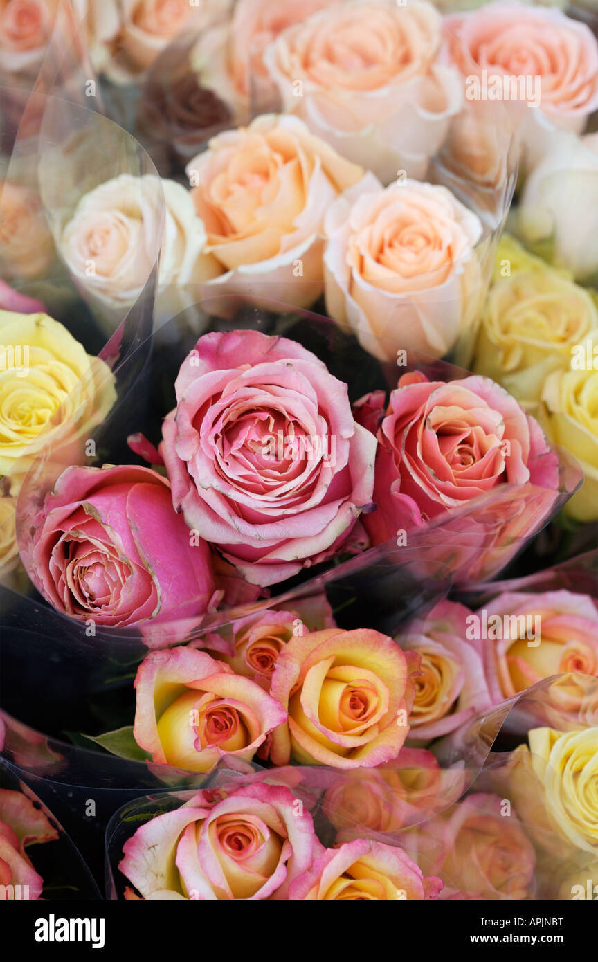 Roses on sale at Columbia Road Flower Market Stock Photo Alamy
