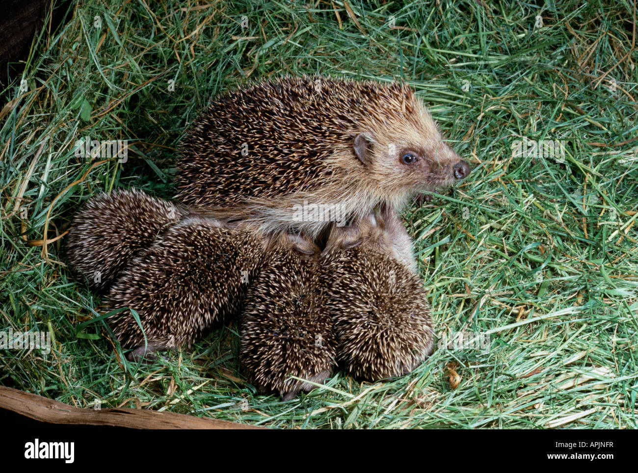Herisson D Europe European Hedgehog Western Hedgehog Erinaceus Europaeus Animals Erinaceidae Europa Europe Europe Herisson Europ Stock Photo Alamy
