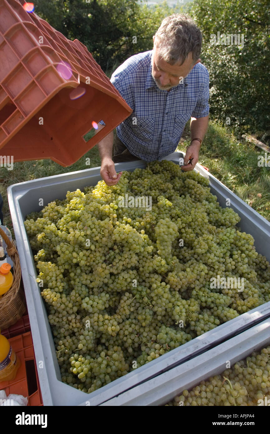 Grape harvest collecting white grapes in containers Stock Photo - Alamy