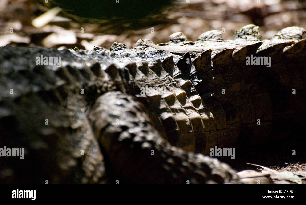 Crocodile Scales Stock Photo