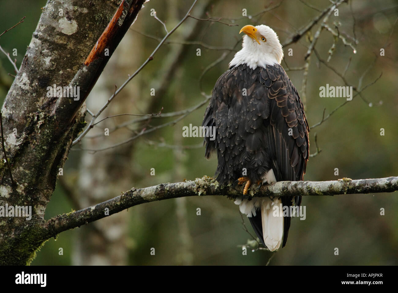 Bald eagle on perch in coasal temperate rainforest Victoria British Columbia Canada Stock Photo