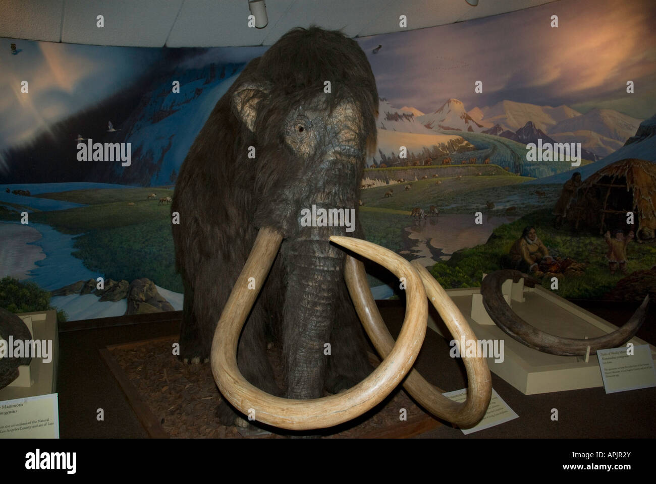 Mammoth exhibit at the George C Page Museum, Los Angeles, California Stock Photo