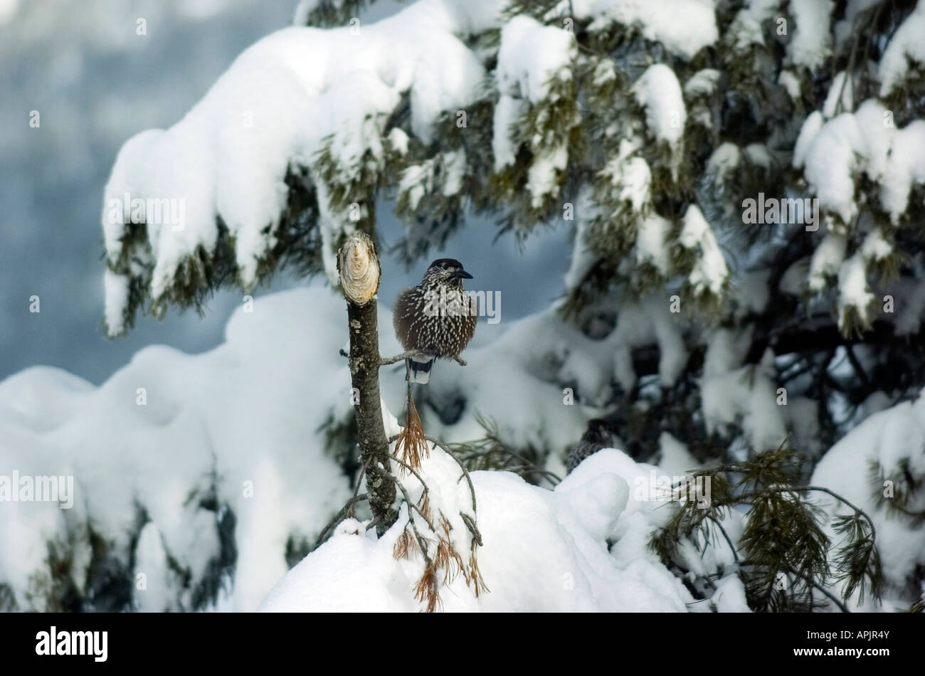 The indigenous wildlife of Saas Fee in Wallis mountain range in Switzerland Stock Photo
