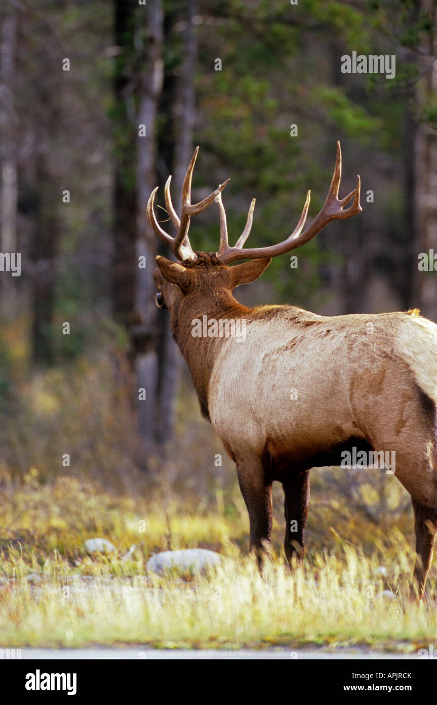An adult bull elk calling as a challenge to other bull elk in the area