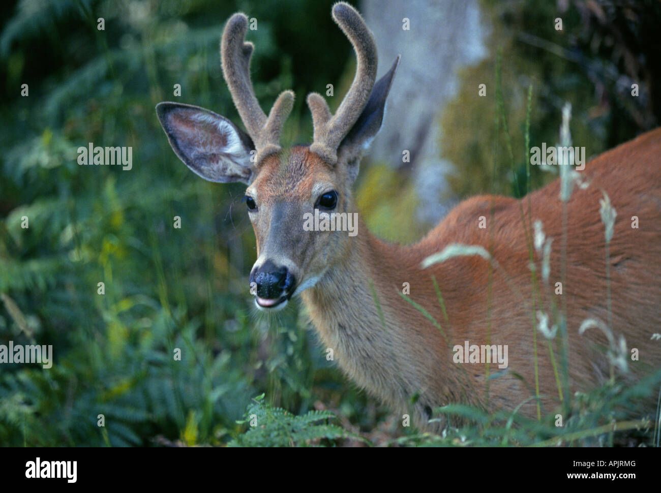 A young white tailed buck deer with velvet on his antlers in the summer Stock Photo