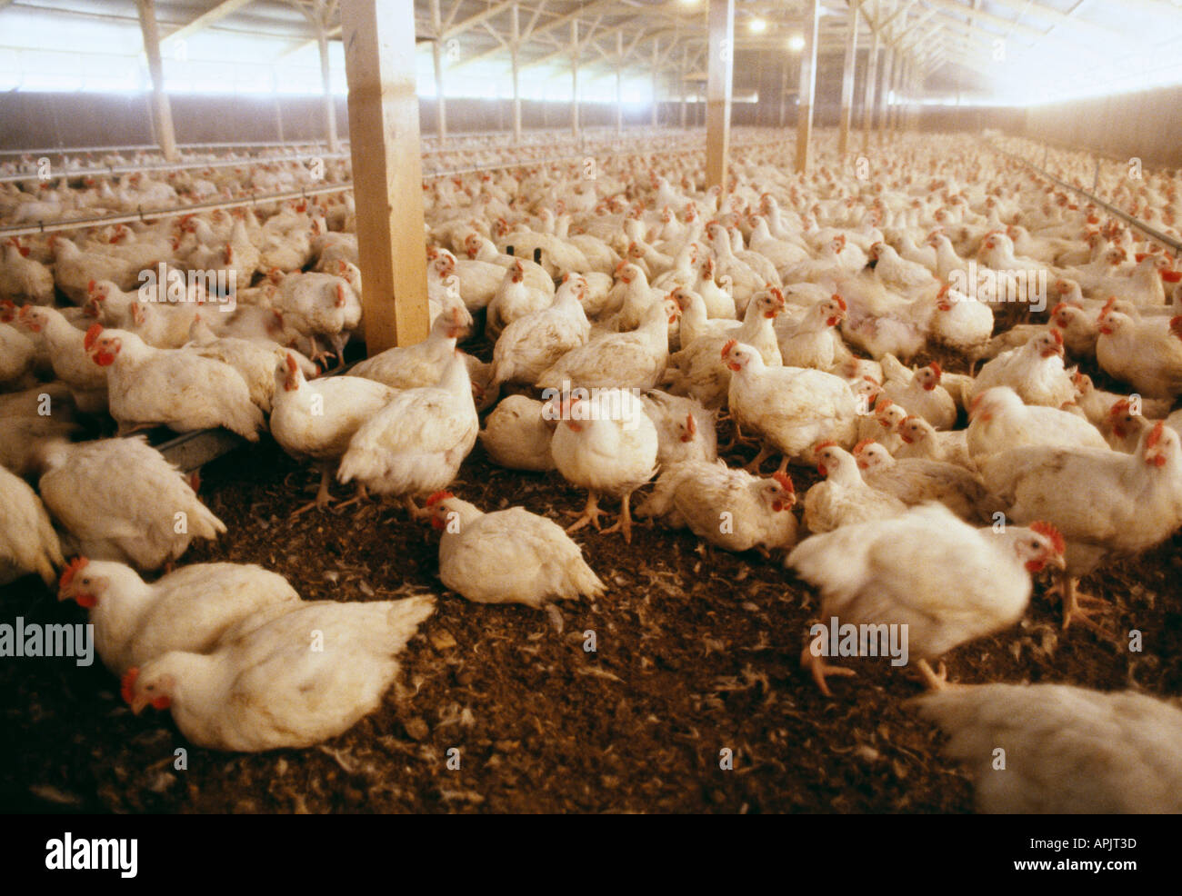 FLOCK OF BROILER CHICKENS IN COMMERCIAL INTENSIVE HEN HOUSE UK Stock