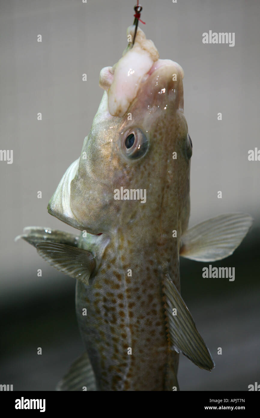Cod fish caught on a line at the seaside using squid as bait Stock