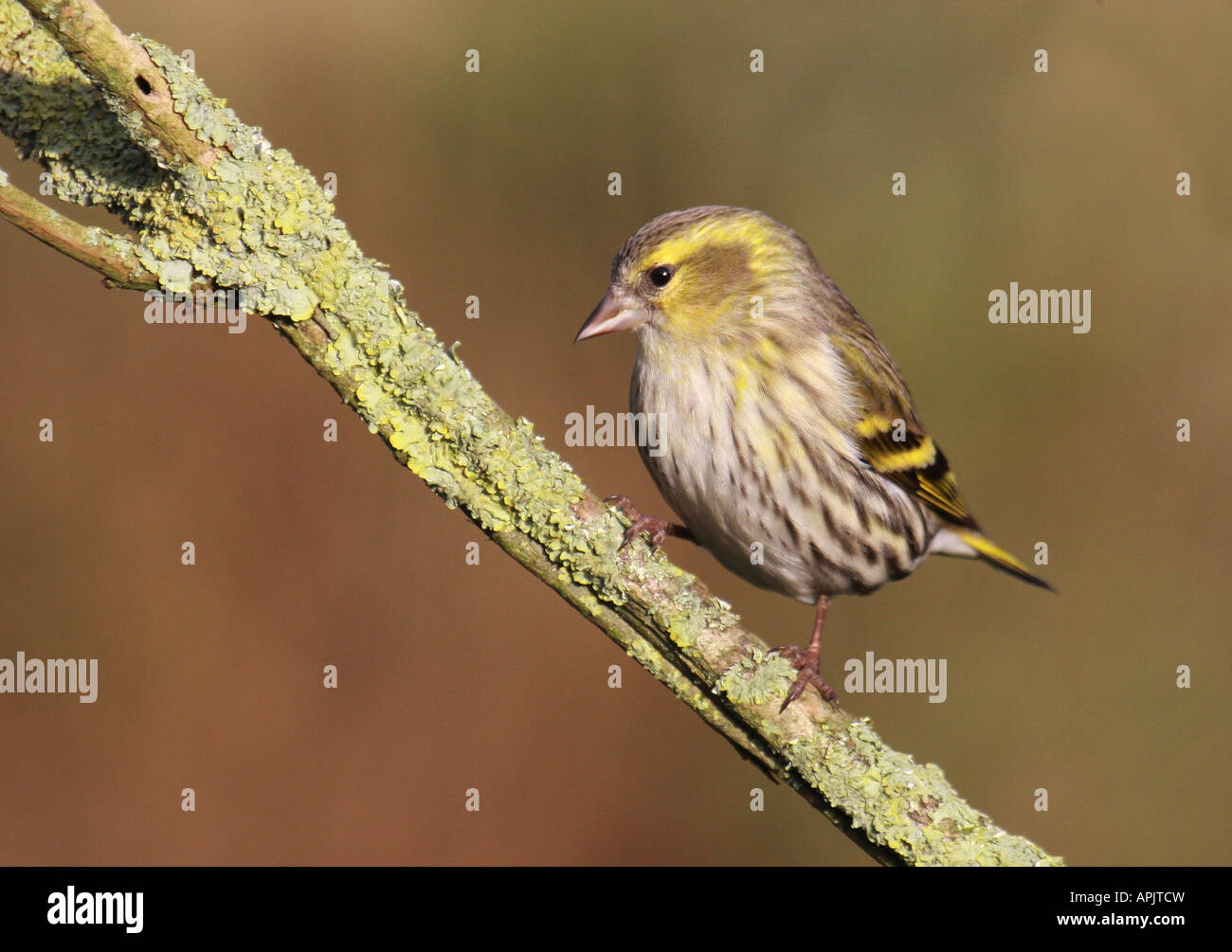Siskin perching on a branch Stock Photo