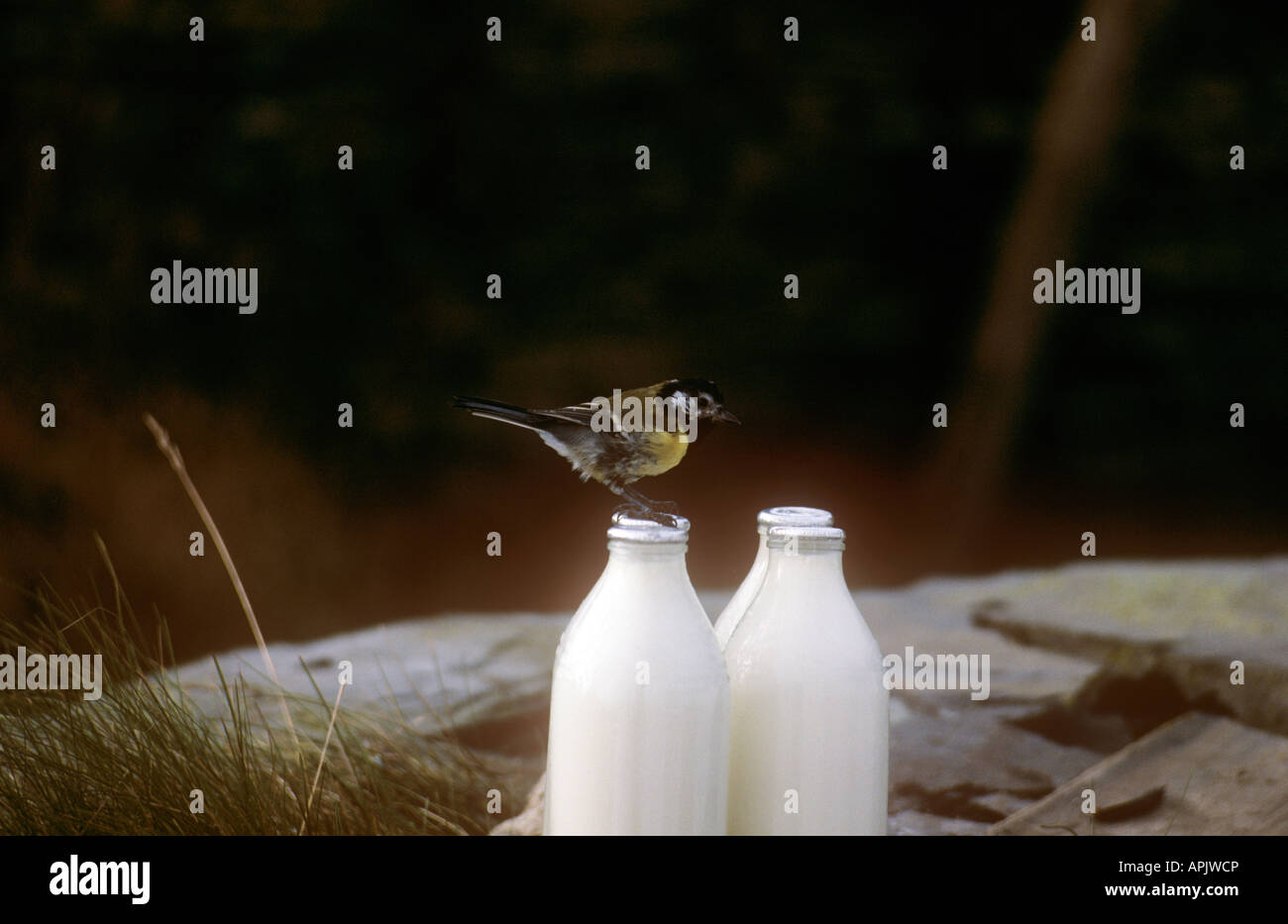 A Great Tit about to drink milk Stock Photo - Alamy