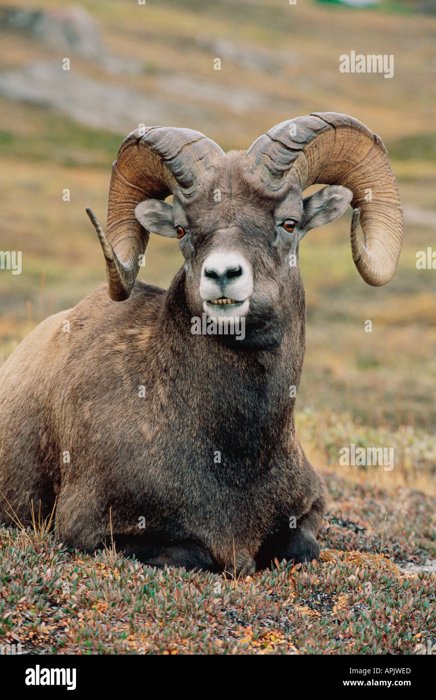 Ram male bighorn sheep hi-res stock photography and images - Alamy
