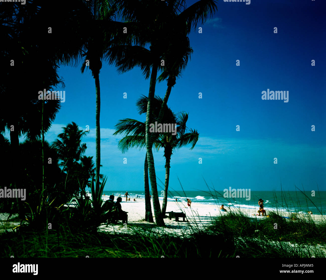 Beach coastline with palm trees hi-res stock photography and images - Alamy
