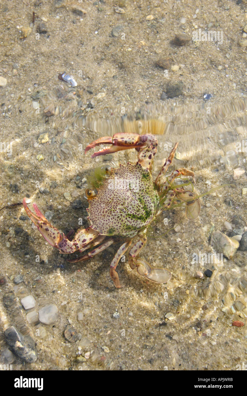 Crab posturing with seaweed growing on back Stock Photo