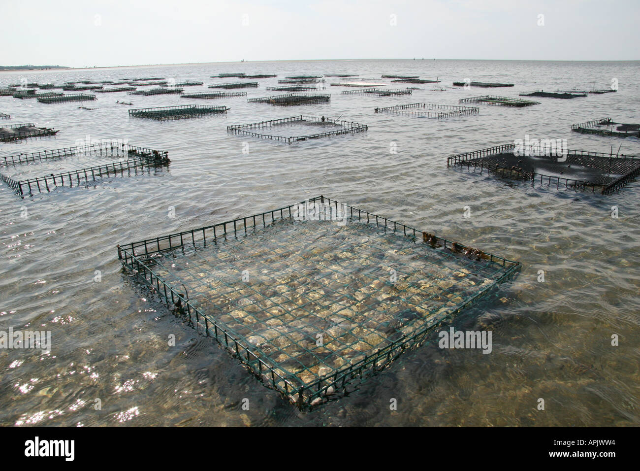 Submerged oyster beds at Brewster MA USA Stock Photo Alamy