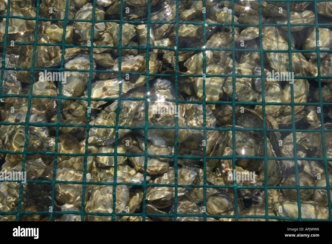 Oyster bed close up underwater at Brewster MA USA Stock Photo Alamy
