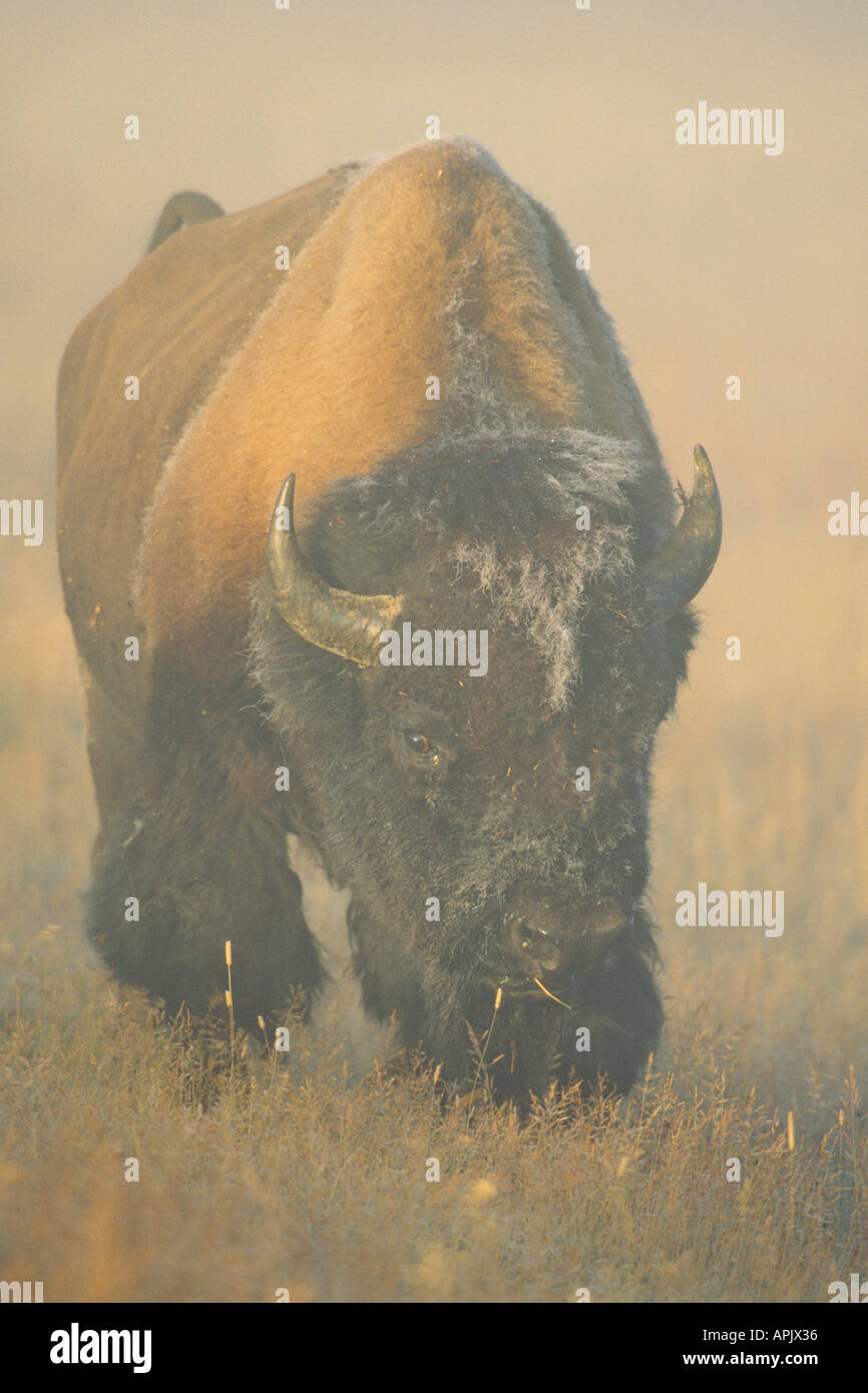 American bison feeding in alpine meadow on misty morning Stock Photo ...