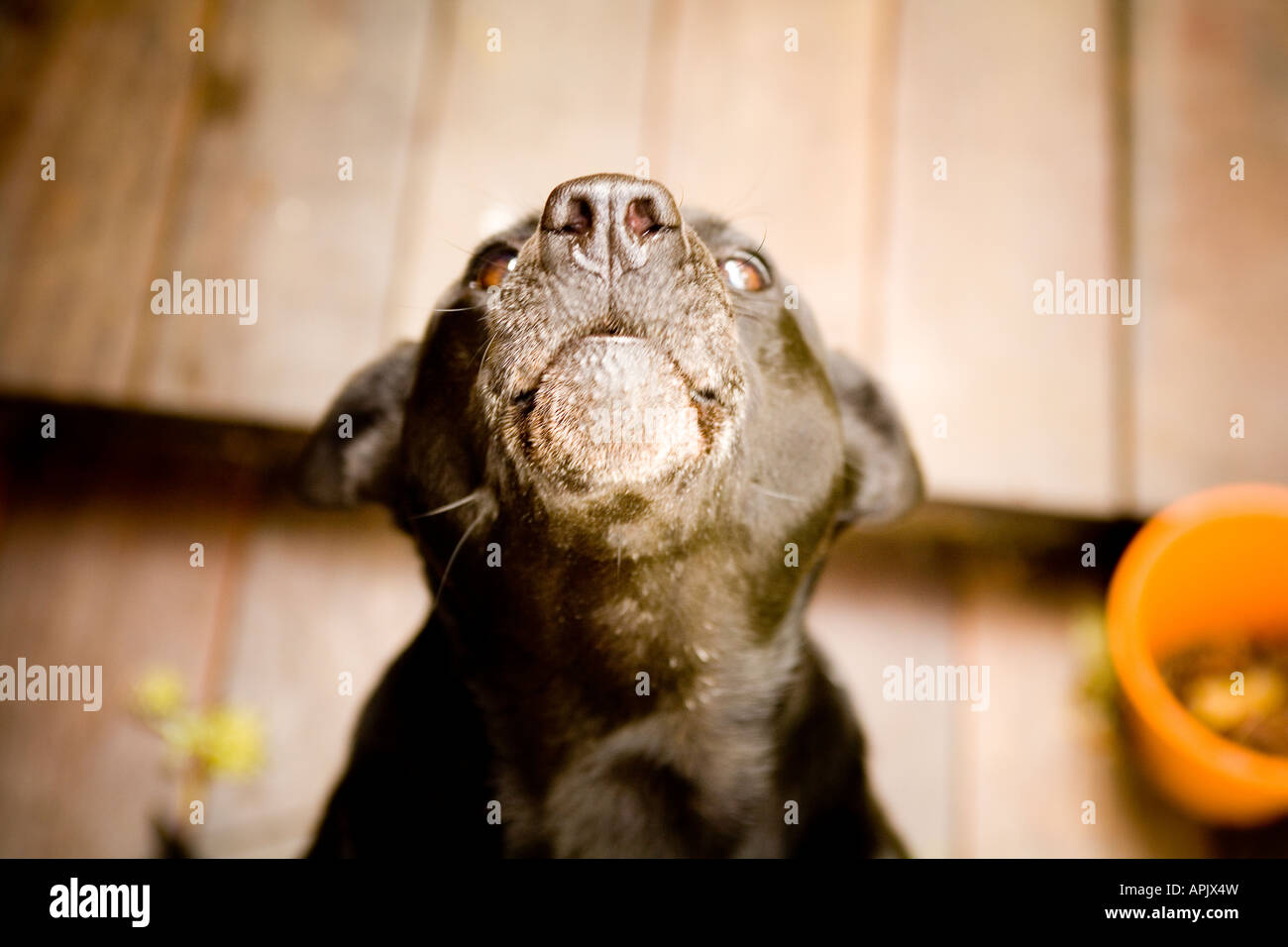 dog is howling Stock Photo Alamy