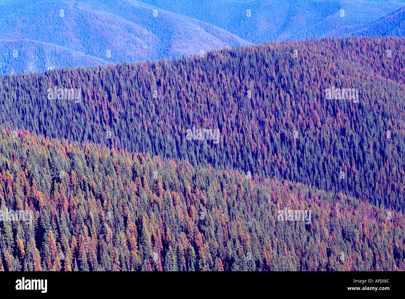 Dying Lodgepole Pine Trees (Pinus contorta) in Forest infested by Mountain Pine Beetle Infestation, BC, British Columbia, Canada Stock Photo