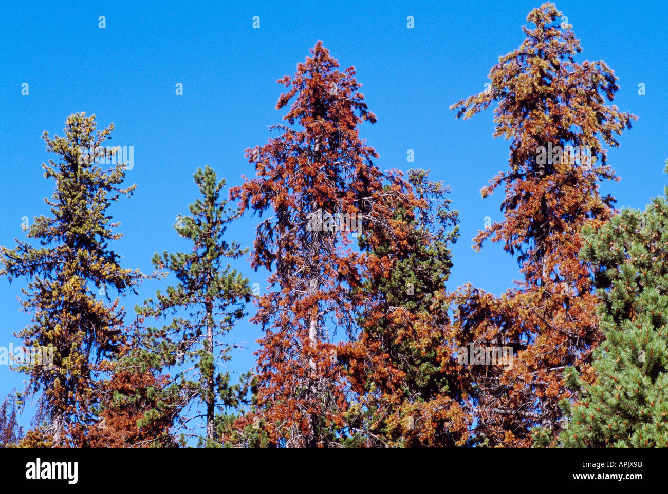 Dying Lodgepole Pine Trees (Pinus contorta) infested by Mountain Pine Beetle, Insect Infestation, BC, British Columbia, Canada Stock Photo