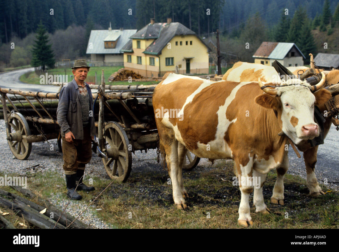 Bull cow Cart Cows Czech Republic  farm farmer Stock Photo