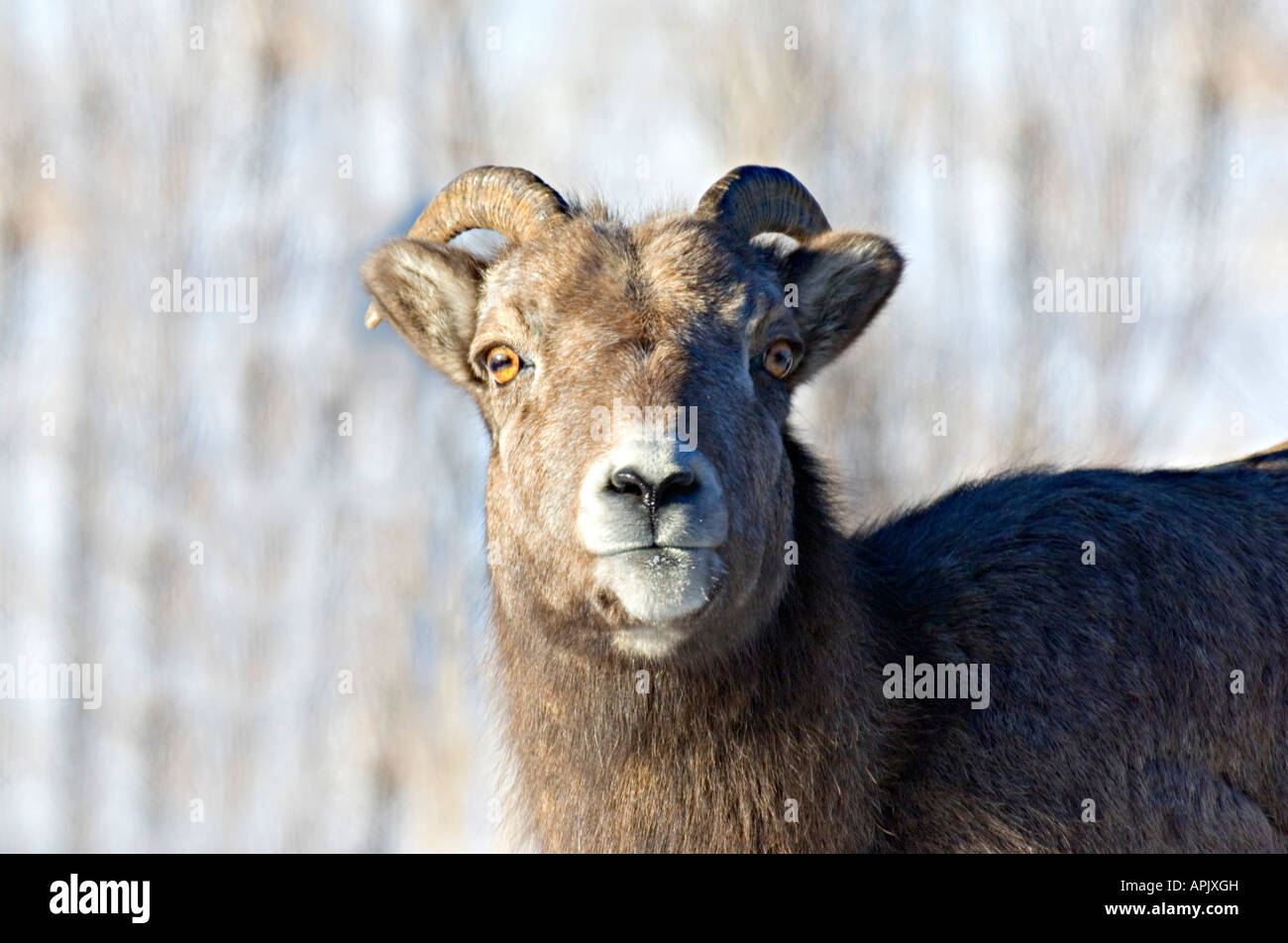 A female rocky mountain bighorn sheep Stock Photo