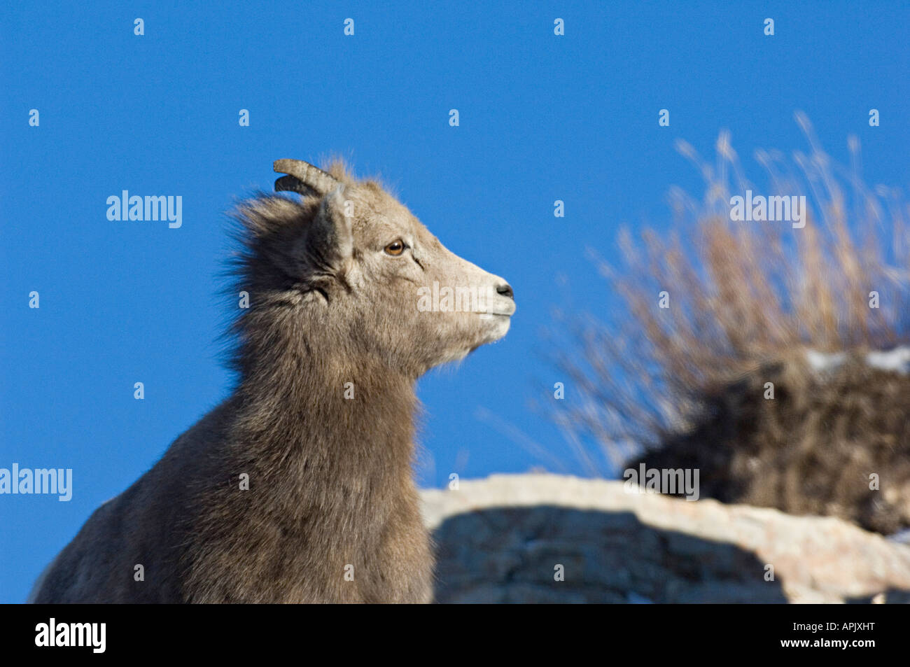 A young female Rocky Mountain Bighorn Sheep side view portrait against a blue sky Stock Photo