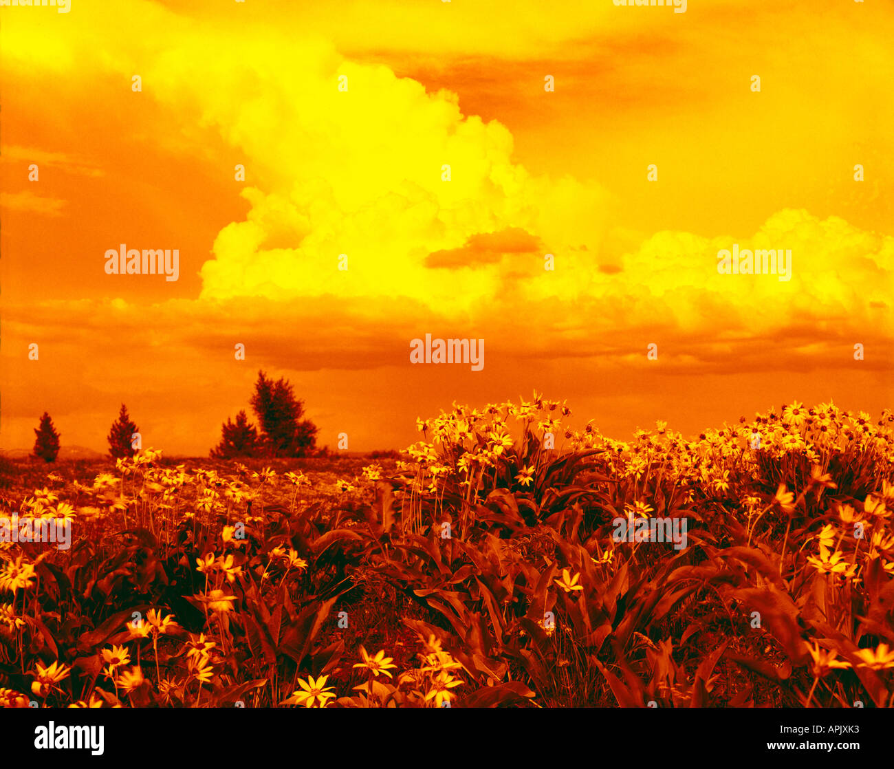 Wildflowers field sunset hi-res stock photography and images - Alamy
