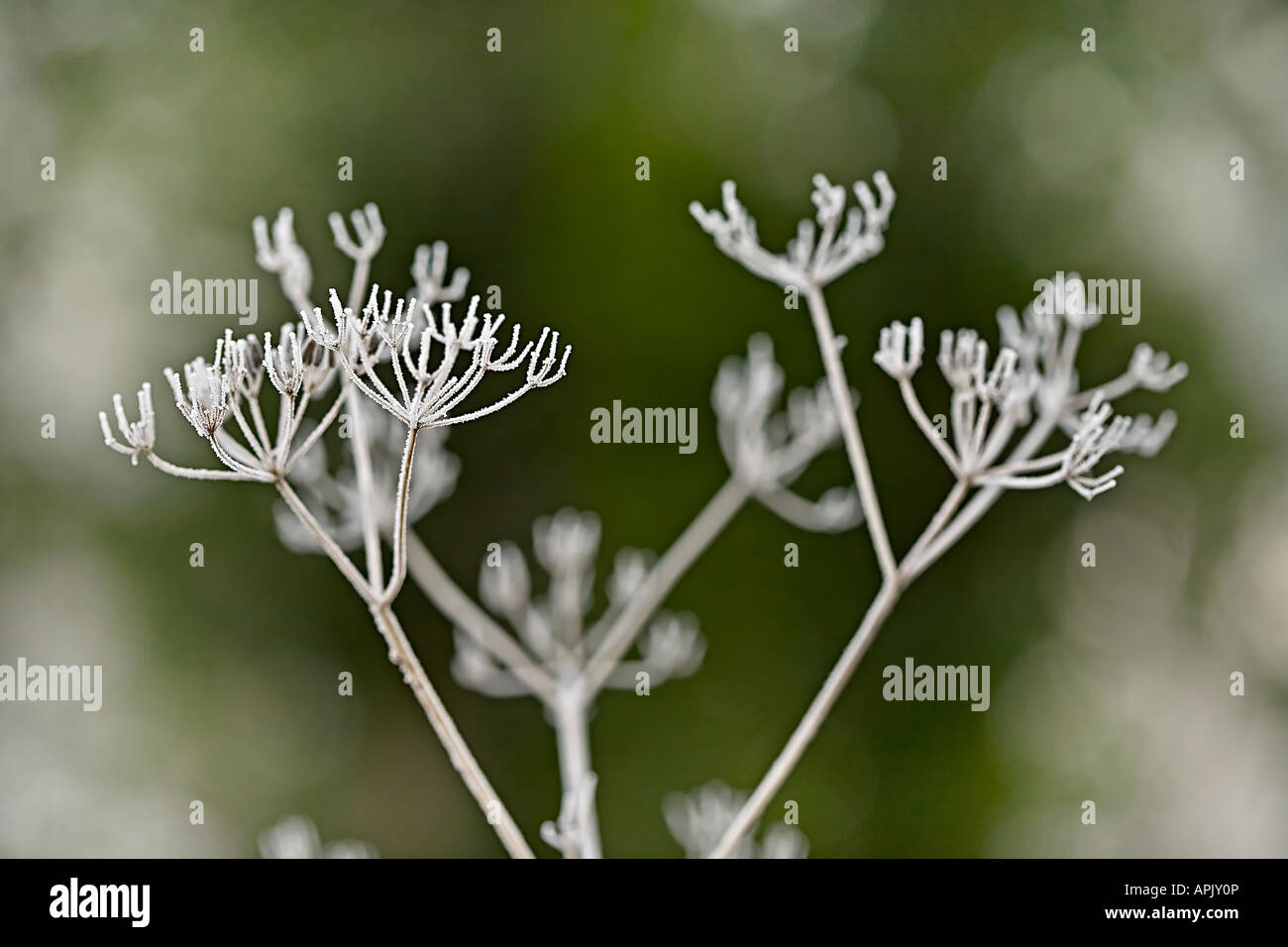 Frosty seed heads Stock Photo
