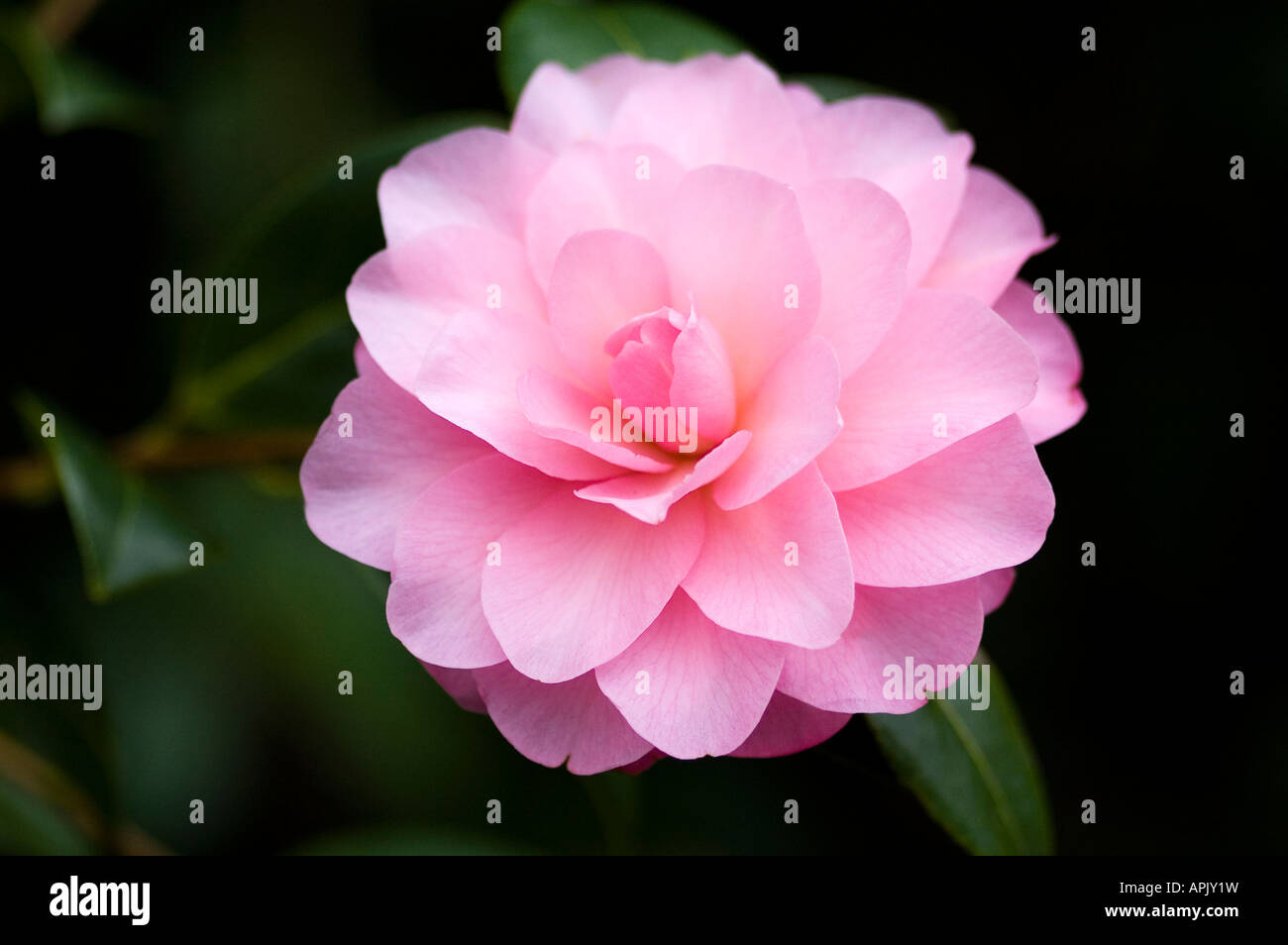 Winter flowering garden evergreen shrub with delicate pink flowers Stock Photo