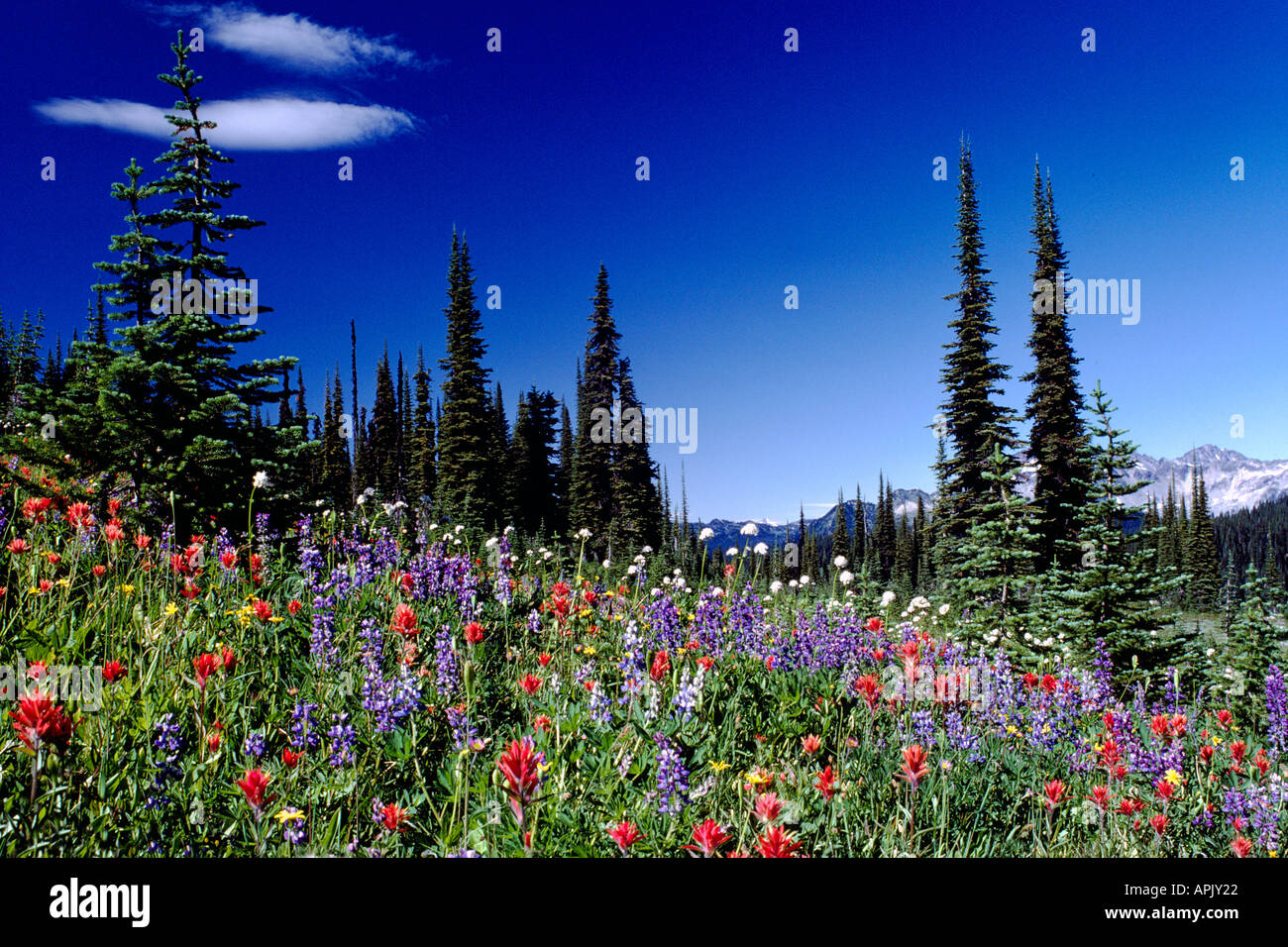 Wildflowers blooming in Alpine Meadows in Summer in Mount Revelstoke National Park British Columbia Canada Stock Photo