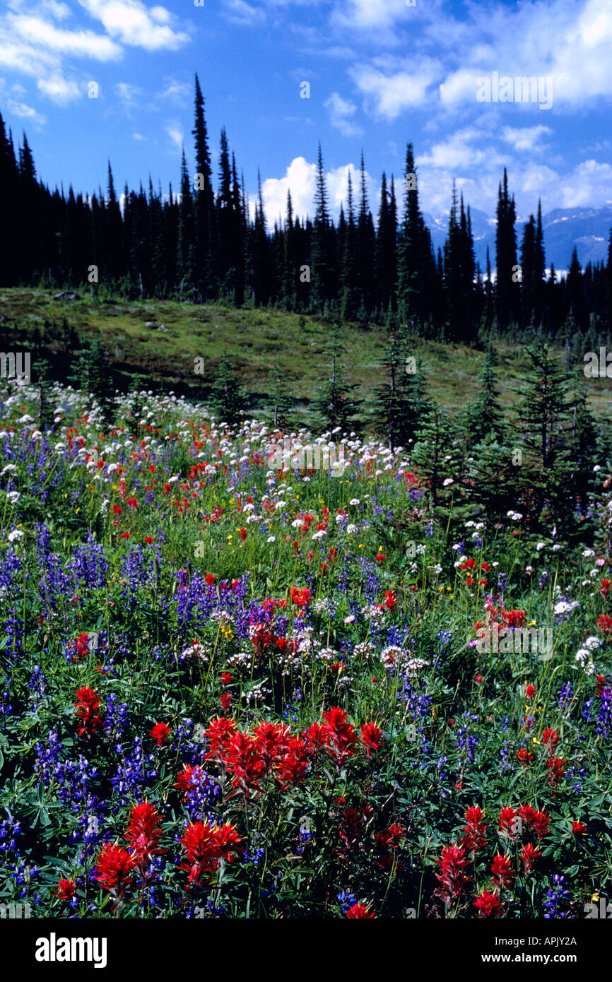 Wildflowers blooming in Alpine Meadows in Summer in Mount Revelstoke National Park British Columbia Canada Stock Photo