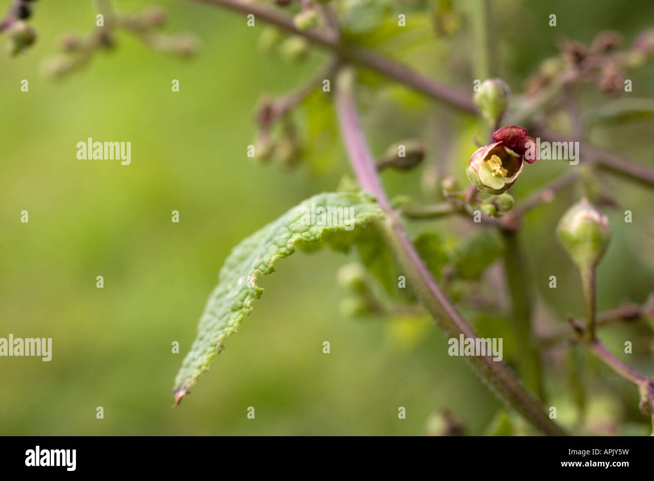 balm leaved figwort Scrophularia scorodonia Stock Photo - Alamy