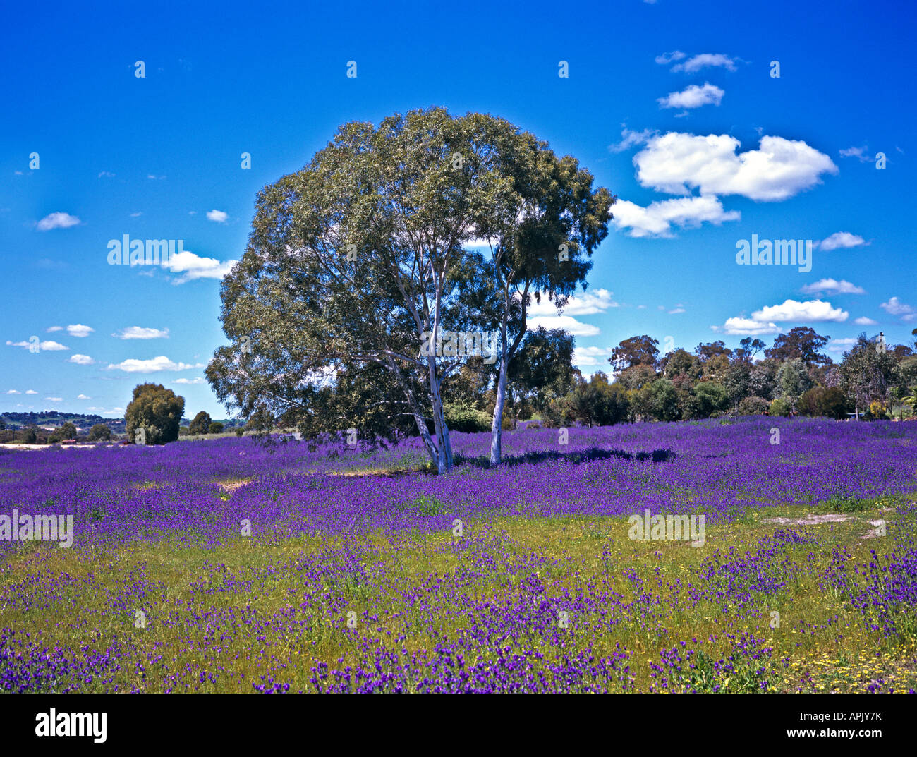 Spring landscape in Western Australia at Clackline showing invasive Stock  Photo - Alamy