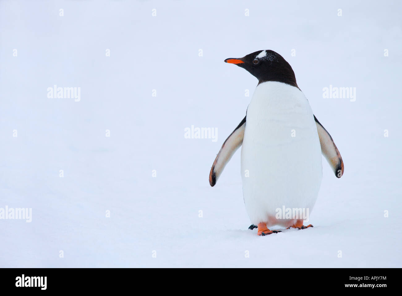 Gentoo Penguin on the Antarctic Peninsula Stock Photo